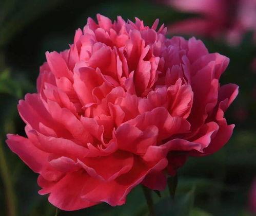 国产芍药视频在线播放,高清视频带你领略国色天香